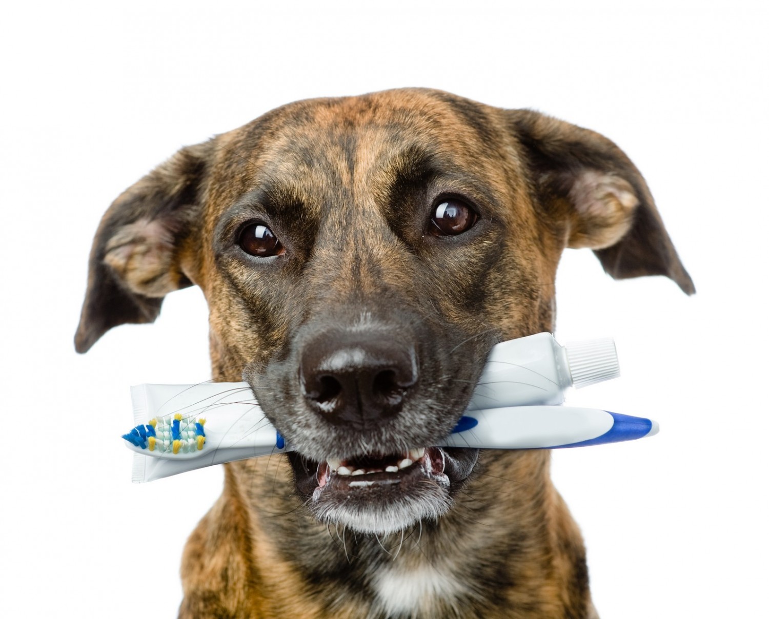 stock photo of dog with toothbrush and toothpaste